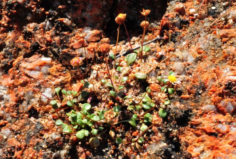 Bellium bellidioides / Pratolina spatolata